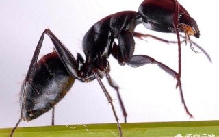 蚂蚁的图片放大图身体结构（普通蚂蚁的图片放大图）