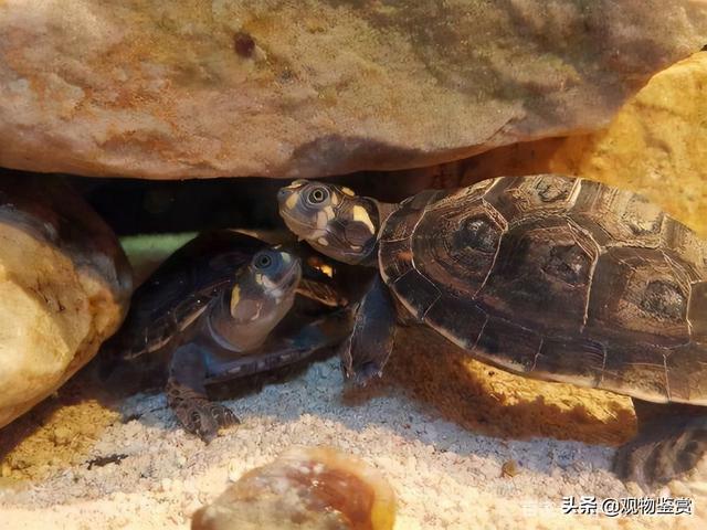 怎么养乌龟才是正确的在家里（冬天怎么养乌龟才是正确的在家里）-第1张图片