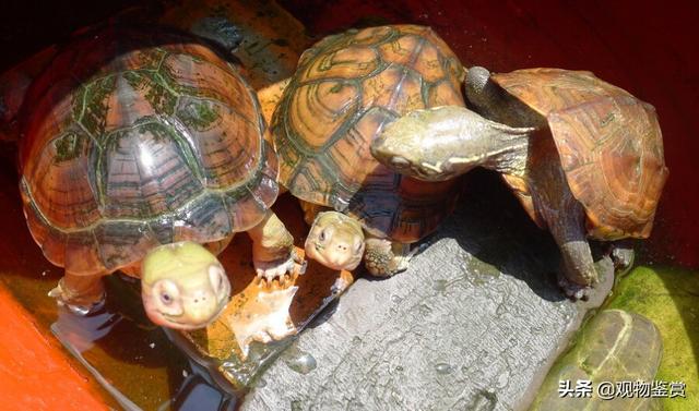 怎么养乌龟才是正确的在家里（冬天怎么养乌龟才是正确的在家里）-第2张图片
