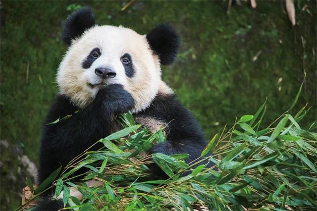 大熊猫只有中国有吗为什么（为什么大熊猫只有我们中国有）-第2张图片