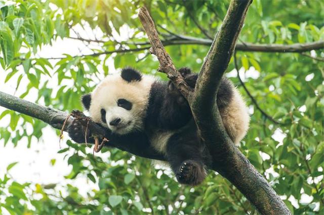 大熊猫只有中国有吗为什么（为什么大熊猫只有我们中国有）-第3张图片