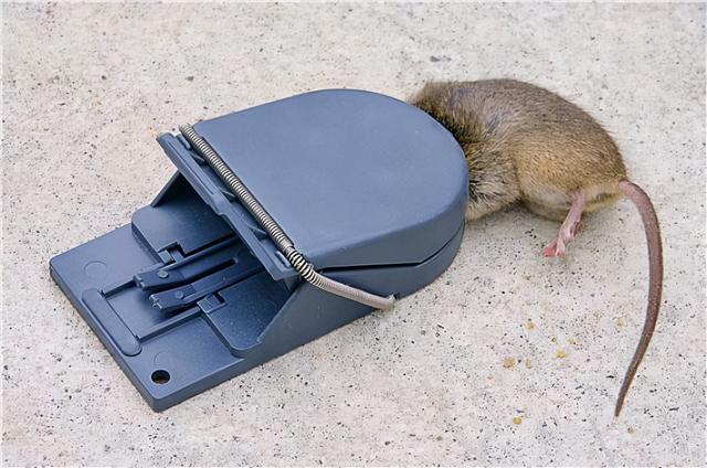 如何消灭老鼠最快捷（怎样消灭老鼠最快简单）-第5张图片