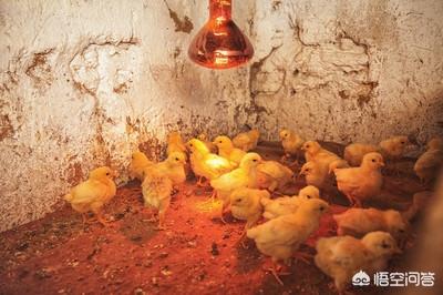 土鸡养殖技术及鸡场建设方案-第3张图片