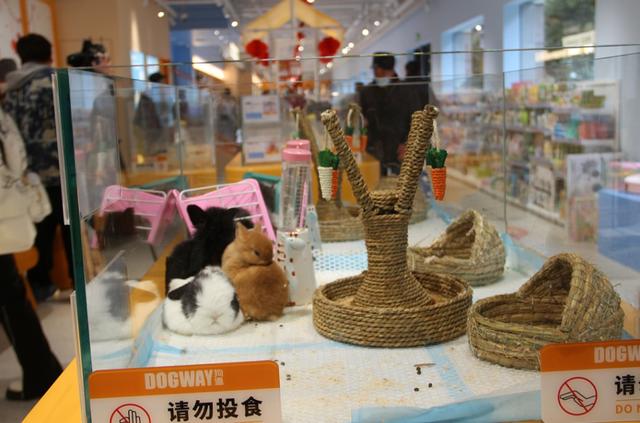 北京宠物用品批发市场（北京最大的宠物用品批发市场）-第4张图片