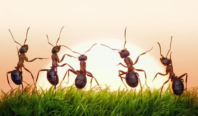 蚂蚁种类图片大全（各种蚂蚁的名称及图片）-第2张图片