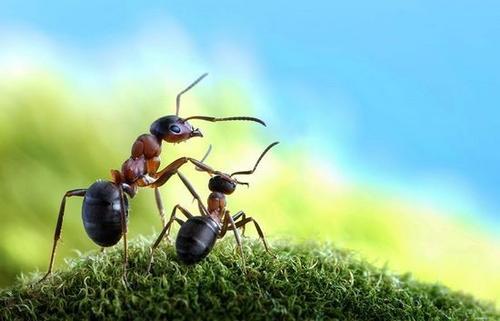 蚂蚁种类图片大全（各种蚂蚁的名称及图片）-第4张图片