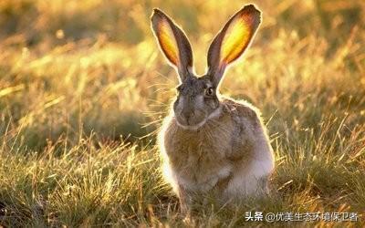 兔子的颜色有哪些（兔子的颜色有哪些图片大全）-第5张图片