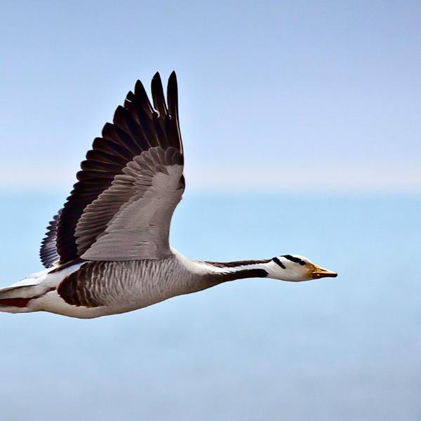 飞的最高的鸟类排行（飞的最高的鸟类是什么鸟）-第8张图片