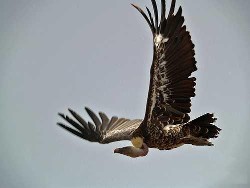 飞的最高的鸟类排行（飞的最高的鸟类是什么鸟）-第12张图片
