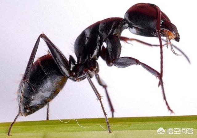 蚂蚁的图片放大图身体结构（普通蚂蚁的图片放大图）-第1张图片