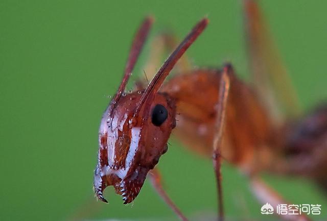 蚂蚁的图片放大图身体结构（普通蚂蚁的图片放大图）-第2张图片