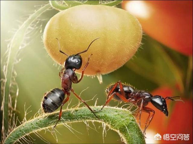 蚂蚁的图片放大图身体结构（普通蚂蚁的图片放大图）-第6张图片
