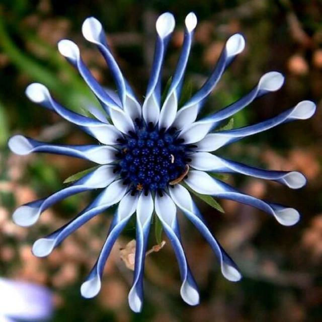 40种最美的花图片蓝色海愧（40种最美的花名和图片）-第6张图片