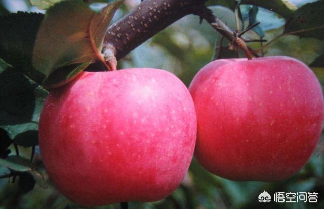 苹果种植在我国有多少年历史（苹果在我国种植了多少年）-第2张图片