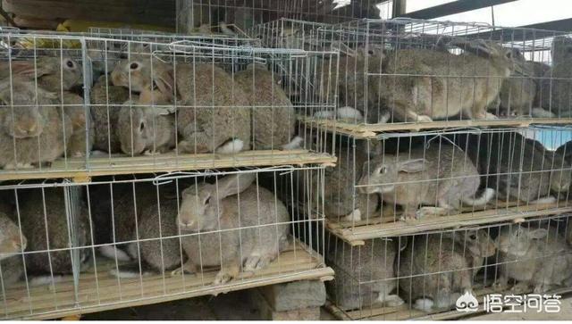 50只母兔一年的利润价格（50只母兔一年的利润）-第2张图片